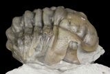 Rare, Ceraurinus icarus Trilobite - Quebec #164446-4